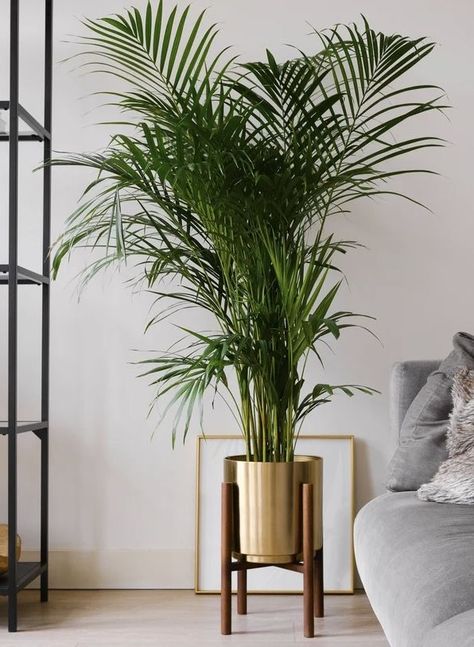 Home decor aesthetics plants-living room corner ideas home decor plants Plants Interior Design, Hanging Decoration Ideas, Money Plants, Majesty Palm, Outdoor Home Office, Majestic Palm, Tall Indoor Plants, Indoor Palms, Plants Hanging