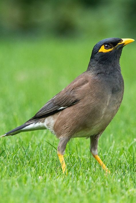 Picture of a common myna. #Birds #Animals #BeautifulBirds #ExoticBirds Mynah Bird Drawing, Myna Birds, Dinosaur Evolution, Common Myna, Mynah Bird, Hawaiian Birds, Omnivorous Animals, Common Birds, Most Beautiful Birds