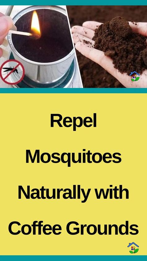 Safely keep mosquitoes away using a natural and cost-effective solution: coffee grounds. Looking to fight off those bothersome and annoying mosquitoes? Time for the secret ingredient that will eliminate them. Coffee grounds to the rescue! I-What You Need: – Coffee waste. – Aluminum foil. – A sealed glass bowl. – A heat source (lighter, matches, […] Patio Mosquito Repellent, Natural Mosquito Repellent For Yard, Natural Repellent For Mosquitoes, Coffee Grounds For Mosquitos, Burning Coffee Grounds For Mosquitos, Coffee Ground Mosquito Repellent, Coffee Grinds For Mosquitos, Burning Coffee For Mosquitos, Burn Coffee Grounds For Mosquito