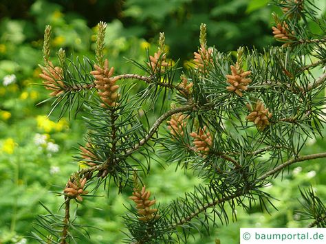 Jack Pine Tree Tattoo, Jack Pine, Jack Pine Tree, Pinion Pine Tree, Pine Tree Varieties, Ponderosa Pine Tree, Pine Tree, Country Life, Trees To Plant