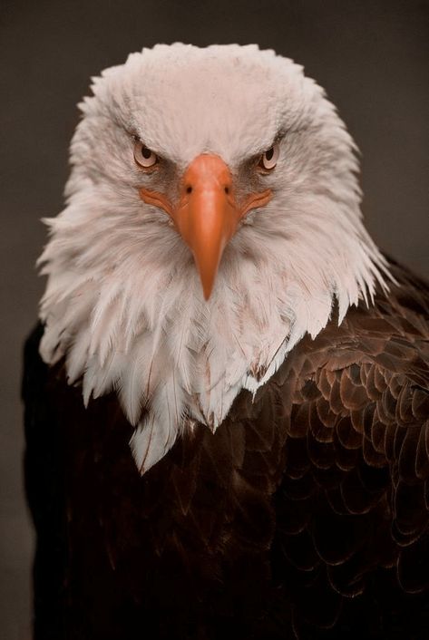 Bald Eagle Reference, Animal Reference Photos For Artists, Eagle Face Tattoo, Birdy Singer, Eagle Head Tattoo, Drawing Wildlife, Eagle Artwork, Eagle Face, Animal Photography Wildlife