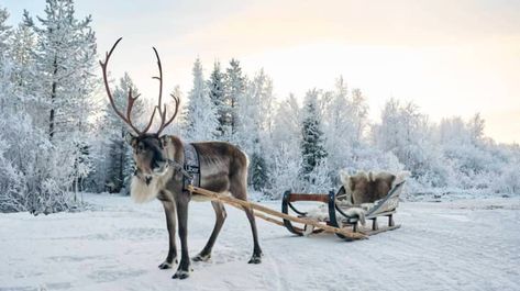 You Can Now Book A Reindeer Sleigh Ride With Uber | Apartment Therapy Reindeer Sleigh, Sleigh Rides, Uber Ride, Wedding Transportation, Reindeer And Sleigh, Log Fires, Helicopter Ride, Christmas Sleigh, Frozen Lake