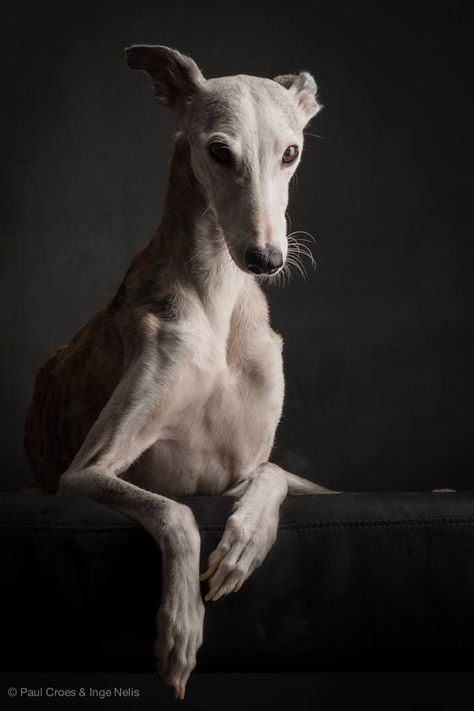 Dog Symbolism, Canine Anatomy, Cottage Goth, Dog Expressions, Greyhound Art, Dog Poses, Whippet Dog, 강아지 그림, Grey Hound Dog