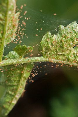 Did you know that the yellow spots and webs throughout your #tree's foliage 🌲 may be from spider #mites? These pests can weaken your trees with all sorts of damage. Check out our #blog to learn how you can prevent spider mites from inhabiting your large plants to keep them strong. 💪 Get Rid Of Spiders, Newborn Schedule, Spider Mites, Insect Control, Spider Webs, Tree Service, Large Plants, Get High, Small Trees