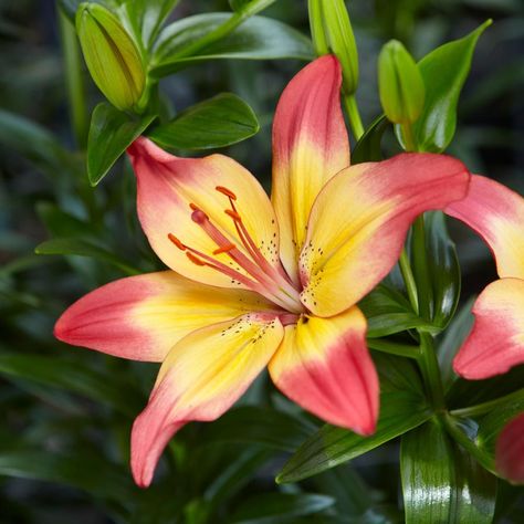 Lilium Heartstrings | White Flower Farm Asiatic Lily, White Flower Farm, Asiatic Lilies, Heart Strings, Colour Star, Flower Farm, Reference Photos, White Flower, Color Scheme