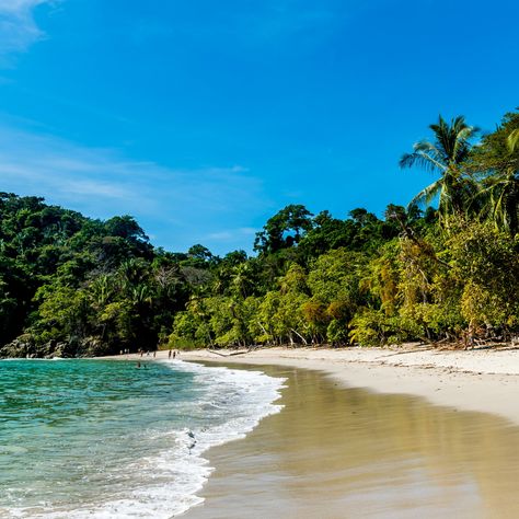 🌿✨ Exciting news! Introducing our brand new Costa Rica Explorer itinerary for 2025! Experience the thrill of whitewater rafting, ziplining, and even a bow and arrow competition—all in one epic journey! Paddleboard on the Pacific, spot crocs, howler monkeys, roseate spoonbills and wood storks. Don't miss sloth-spotting at Proyecto Asis Wildlife Sanctuary! This is the only Wild Women trip that offers ziplining and also our only Central American adventure. Book your 2025 adventure now! 🦥 Link in... Howler Monkey, Whitewater Rafting, Bow And Arrow, Wildlife Sanctuary, Central American, Epic Journey, Wild Woman, Adventure Book, Exciting News