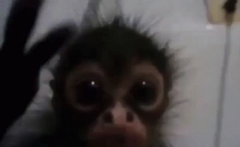 Scared Funny, Cute Monkey Pictures, Monkey Memes, Monkey Funny, Monkey Monkey, Spider Monkey, Monkey Pictures, Monkey 3, Funny Tiktok