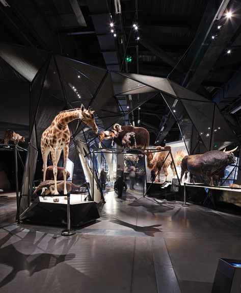 Gallery of Coop Himmelb(l)au’s Musée des Confluences Through the Lens of Edmund Sumner - 4 Animal Museum, Museum Design, Museum Exhibition Design, Nature Museum, Museum Displays, Exhibition Display, Science Museum, Exhibition Booth, Artwork Display