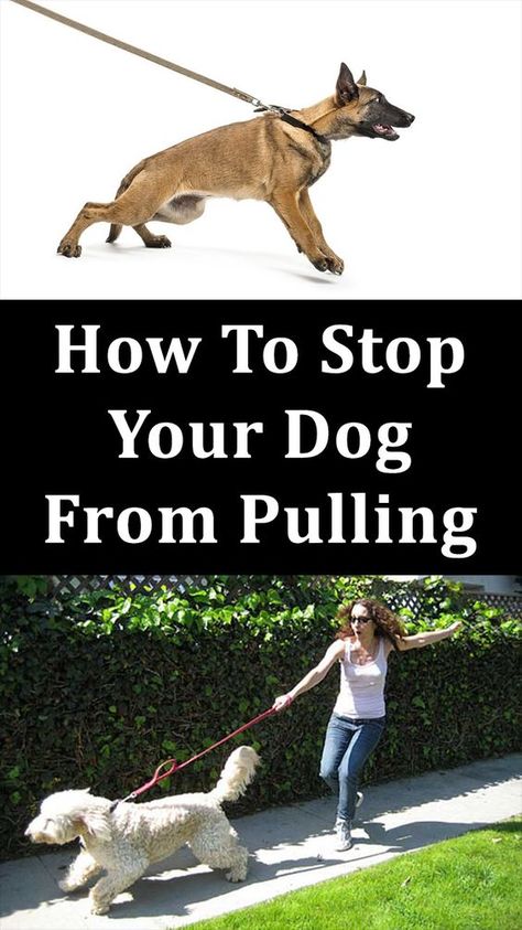 How To Stop Your Dog From Pulling | Dog Training | Cute puppy | Dog Whisper | Dog memes | Dog Tips | Dog Whisper, Memes Dog, Puppy Obedience Training, Positive Dog Training, Easiest Dogs To Train, Dog Behavior Problems, Basic Dog Training, House Training Dogs, Dog Training Advice