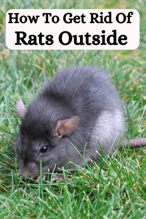 Get Rid Of Rats In Yard, Homemade Rat Poison, Natural Rat Repellent, Get Rid Of Rats, Rat Repellent, Rat Infestation, Getting Rid Of Rats, Lawn Care Schedule, Litter Robot