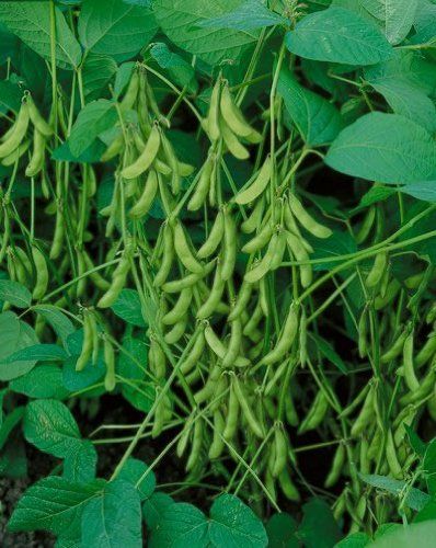 (Soybean-1) Soybean; Glycine max; 大豆 Soybeans Plant, Architectural Plants, Bean Plant, Fruits For Kids, Full Sun Plants, Survival Gardening, Heirloom Vegetables, Home Garden Plants, Sun Plants