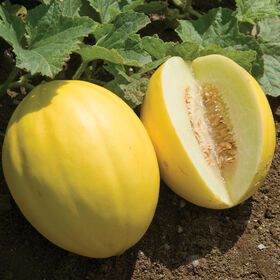 Canary Melon, Hardening Off Seedlings, Melon Seeds, Cucumber Beetles, Honeydew Melon, Delicious Vegetables, Bonsai Plants, Heirloom Seeds, Honeydew