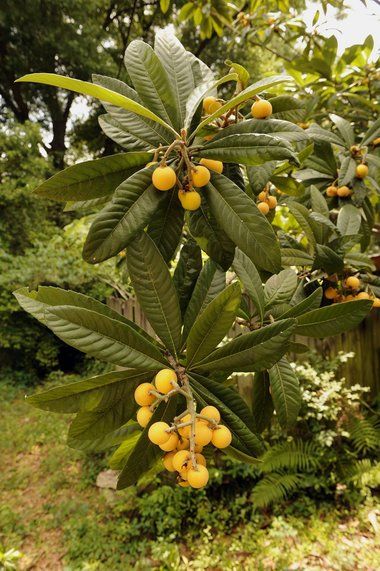 Loquat Tree, Seed Growing, Dinosaur Garden, Desserts Fruit, Recipes Fruit, Porch Landscaping, Citrus Garden, Fruit Fruit, Unique Vegetables