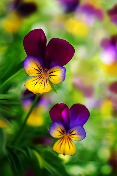 Colorful Pansies colorful nature flowers pretty purple pansy Johnny Jump Up, Fleurs Diy, Pansies Flowers, Floral Drawing, Flower Names, Rare Flowers, Purple And Yellow, Flower Photography, Bulb Flowers