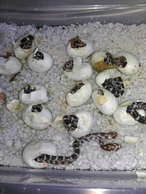 Corn snake hatching Snake Hatching, Corn Snake, Reptiles, Corn, Quick Saves