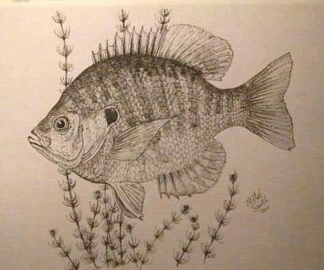 What might you ask is on my mind? Fishing (However, it is a pretty constant thought). Bluegill drawing in pen and ink. Bluegill Fish Tattoo, Bluegill Tattoo, Crappie Drawing, Bluegill Drawing, Lake Fish Drawing, Fish Stippling Art, Fish Sketches, Fishing Drawing, Fish Biro Drawing