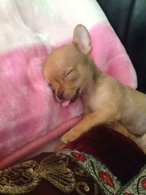 Puppy Sleeping, Chien Shih Tzu, Baby Chihuahua, Chihuahua Puppy, Cute Chihuahua, Adorable Dogs, Chihuahua Love, Chihuahua Puppies, No Doubt