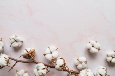 Premium Photo | Top view of cotton flowers Cotton Aesthetic, Cotton Background, Gold Wallpaper Background, Cotton Clouds, Cotton Fields, Cotton Plant, Cotton Flower, Wedding Wall, Wall Hanging Crafts