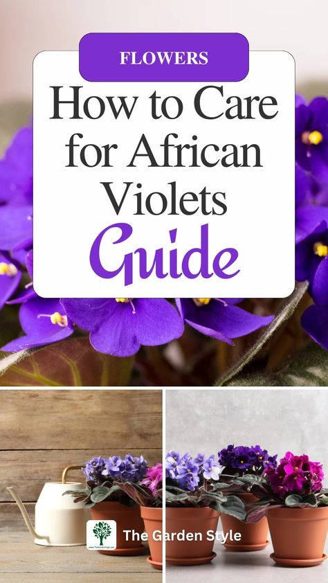 How to Care for African Violets: A Comprehensive Guide - 2024 The Garden Style African Violet Care, Gardening Guide, African Violets Plants, Violet Plant, Low Light Plants, Best Indoor Plants, African Violet, Indoor Gardening, Small Space Gardening