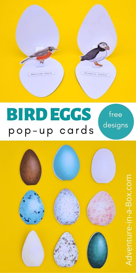 Make pop-up bird egg cards, featuring a real-life egg and the bird who lays it! #easter #popupcard #eastercard #birdcrafts #birds #homeschool Birds For Kids, Egg Card, Nature School, Bird Eggs, Bird Crafts, Bird Theme, Preschool Science, Homeschool Science, Up Book