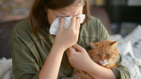 It might be time to ditch those rugs. Hypoallergenic Cats, Cat Allergies, Kitten Photos, Cat Dander, Itchy Eyes, Pet Allergies, Pet Dander, Funny Cat Videos, Happy Cat