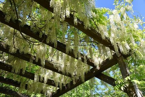 Plantes grimpantes pour pergola ou tonnelle Bridgerton Garden, Garden Inspiration Ideas, Fast Growing Vines, Backyard Animals, Growing Vines, Diy Trellis, Rose Vines, Climbing Roses, Garden Trellis