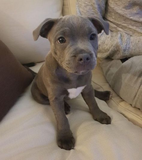 Pit bull puppies are incredibly sweet and are sure to brighten your day. Pit Bull Puppies, Pitbull Puppies, Cute Dogs And Puppies, Pet Puppy, Pitbull Terrier, Baby Dogs, Cute Little Animals, Animals Friends, Brighten Your Day