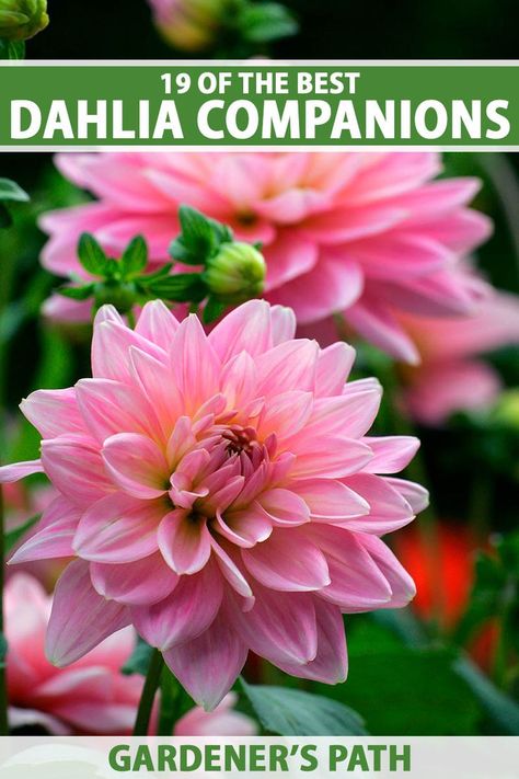 Brightly colored flowering dahlias are showstoppers in the midsummer to fall landscape. Whether you create meandering borders or fill foundation beds, they are sure to be noticed. Read on for 19 exceptional flowering plants that grow well with dahlias now on Gardener’s Path. #dahlia #plantcompanions #gardenerspath Landscaping With Dahlias, Dahlia Flower Beds Gardens, Dahlia In Containers, Dahlia Planting Ideas, Dahlias In Garden, Dahlia Flower Garden Landscapes, How To Care For Dahlias, Dahlia Bed Ideas, Dahlia Container Garden