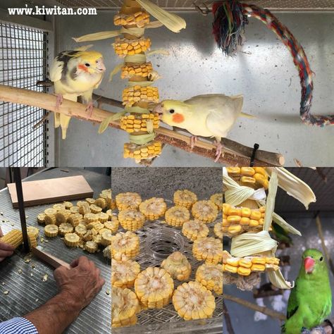 Diy Dog Cage, Toys For Parrots, Homemade Bird Toys, Diy Parrot, Diy Parrot Toys, Cockatiel Toys, Diy Bird Toys, Pet Bird Cage, Dried Corn