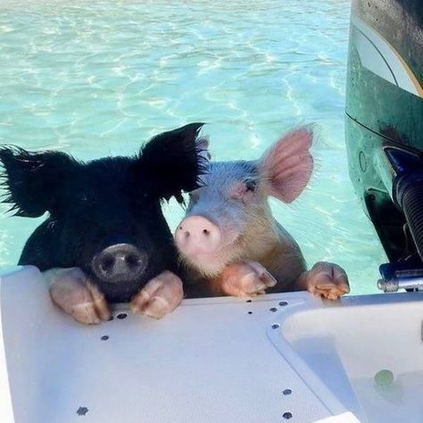 Pig Beach Bahamas, Pig Beach, Pet Pig, Swimming Pigs, Piggy Tails, Pool Rafts, Cute Piglets, Cute Piggies