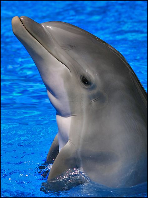 Bottlenose Dolphin Buoy by =mydigitalmind on deviantART Dolphin Pics, Dolphin Habitat, Mirage Las Vegas, Boy Dog Clothes, Seashells Photography, Dolphin Images, Yoda Images, Dolphin Photos, Baby Animals Cute