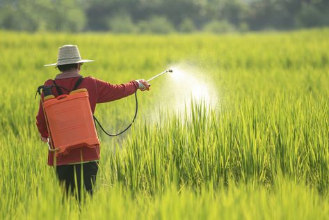 A women farmer spraying pesticide on rice green field Farming Photo, Women Farmer, Pranks Pictures, Boyfriend Pranks, Crop Farming, Boyfriend Pranks Pictures, Female Farmer, Pest Management, Green Field