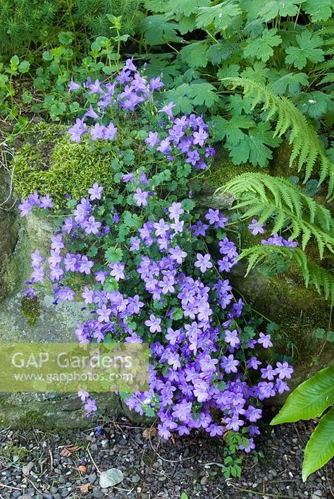 Campanula portenschlagiana trailing down shaded rockery with Geranium and fern Raised Bed Planting, Campanula Portenschlagiana, Fern Images, Plants For Raised Beds, Plant Photography, Raised Bed, Raised Beds, Summer Colors, Geraniums