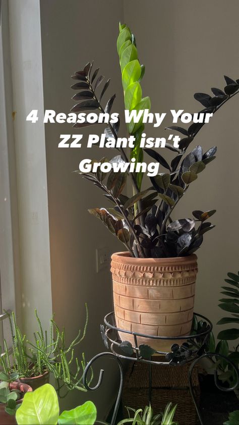 ZZ plant Care Zz Plant Care, Zz Plant, Plant Growth, Low Lights, Plant Care, House Plants, To Grow, Soil, The Day