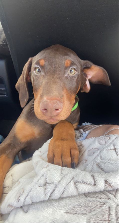 Dogs Doberman, Cute Doberman Puppies, Puppy Doberman, Doberman Ears, Cute Doberman, White Doberman Pinscher Puppy, Dobber Man Puppies, Red Doberman, Doberman Ears Natural