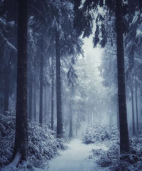 The Stolen Heir, Stolen Heir, Snowy Woods, Mountains Aesthetic, Snow Forest, Evergreen Forest, Painting Snow, Snowy Trees, Night Forest