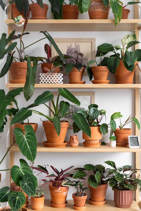 Hanging Plants Outdoor, Terracotta And Green, Indoor Plant Wall, Plant Wall Decor, House Plant Pots, Terracotta Plant Pots, Hanging Plants Indoor, Balcony Plants, Plant Decor Indoor