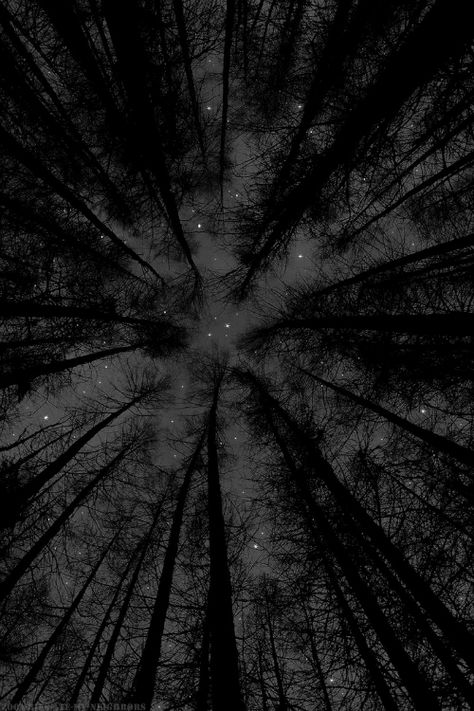 Alternate Reality Aesthetic, Paradis Sombre, App Ikon, Dark Tree, Gothic Wallpaper, Dark Images, Dark Paradise, Night Scenery, Dark Phone Wallpapers