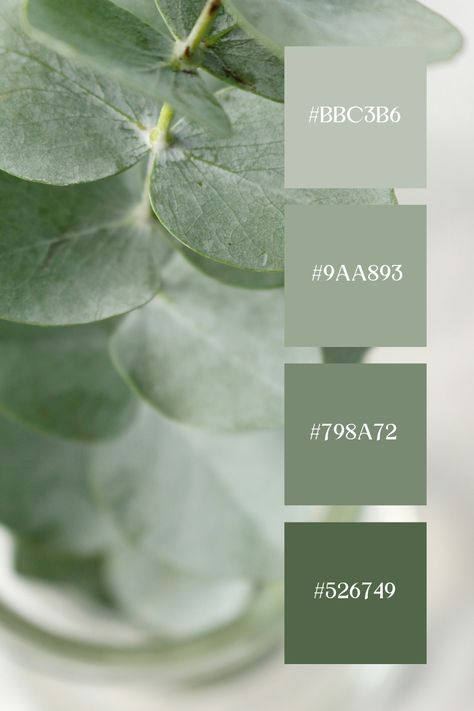 This pastel green palette is a close-up image captures the subtle textures and pale green tones of eucalyptus leaves, emphasizing their gentle and soothing pastel hues. Leafy Green Color Palette, Green Canva Pallete, Green Grey Pallet, Natural Green Palette, Pale Green Palette, Aesthetic Green Color Palette, Sage Green Bedroom Walls Color Palettes, Sage Green Mood Board Aesthetic, Eucalyptus Green Color Palette