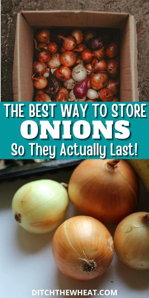 Learning how to store onions properly is the best way to ensure they remain fresh and flavorful for as long as possible. It is frustrating to find a soft, moldy onion in your pantry just when you need it for a recipe. Luckily, you can prevent this with a few simple storage techniques and reduce food waste.  https://www.rfr.bz/pla6p6k Onion Storage Ideas How To Store, Onion Pantry Storage, How To Store Onions In Pantry, How To Braid Onions For Storage, How To Store Onions And Potatoes, Best Way To Store Onions, How To Store Onions Long Term, How To Store Onions, Onion Storage Ideas