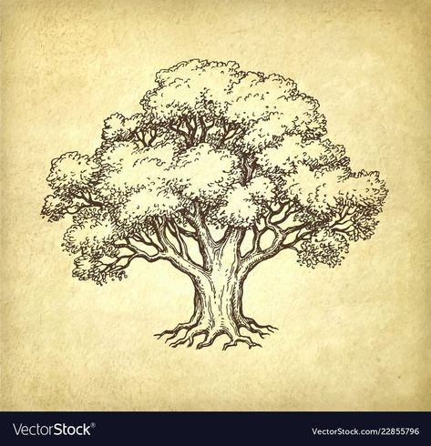 Family Tree Background, Oak Tree Drawings, Tree Drawing Simple, Oak Tree Tattoo, White Oak Tree, Old Paper Background, Tree Sketches, Old Oak Tree, Sketch Paper