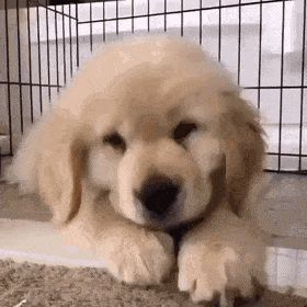 Puppy Stim Gif, Dog Stim Gif, Nintendogs Gif, Dog Stimboard, Puppy Pfp, Puppies Gif, Golden Retriever Gif, Stimboard Gifs, Stim Gifs