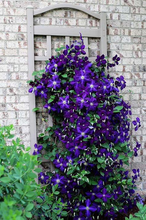 Growing Clematis, Clematis Trellis, Climbing Clematis, Clematis Plants, Clematis Vine, Best Perennials, Garden Vines, House Landscaping, Front House