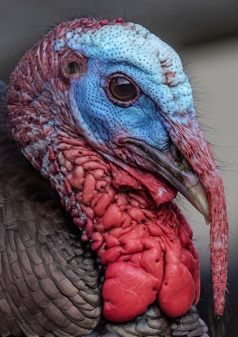 African Animals Photography, Turkey Head, Turkey Drawing, Turkey Farm, Turkey Photography, Turkey Painting, Head Photo, Taxidermy Decor, Turkey Bird