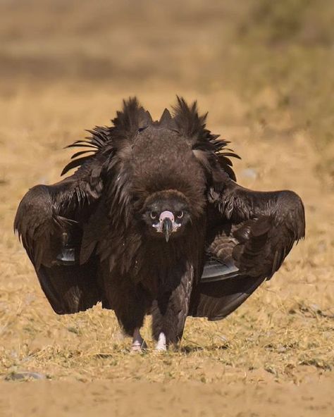 BBC Earth on Instagram: "Bones and carcasses make up a large part of a vultures diet, but how do they eat these without catching disease? This scavenger bird will swoop onto any animal carcass and feed. The process is very important to the ecosystem as, by removing the flesh, the environment is cleaner and diseases are stopped from spreading. The latest BBC Earth Podcast episode, ‘Defenders of the Earth ’, is available now on all major streaming platforms. Tap the link in our bio to find ou Vulture Reference, Bone Vulture, Vulture Culture Aesthetic, The Vulture, Bone Eating Vulture, Bridge City, Green Monsters, Art Practice, Birds Of Prey