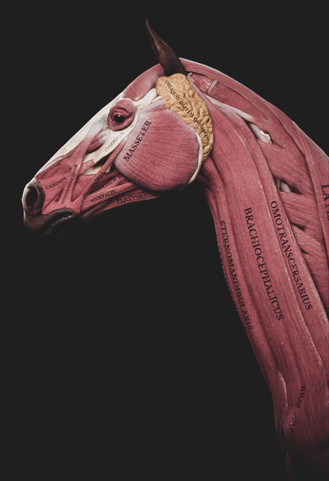 Neck Muscle Anatomy, Head Muscles, Horse's Neck, Neck Bones, Horse Anatomy, Muscle Anatomy, Horse Aesthetic, Horse Face, Anatomy Study