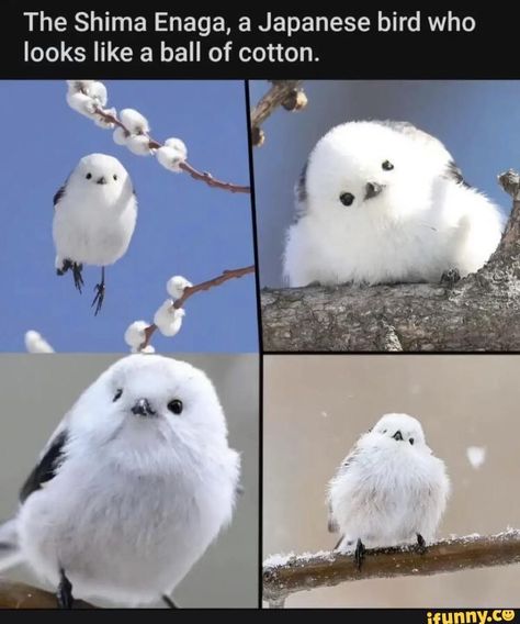 Don’t tell me you saw this and your heart didn’t melt✨ Shima Enaga Bird, Shima Enaga, Japanese Bird, Tiny Bird, Silly Animals, White Bird, Funny Animal Memes, Cute Birds, Little Birds