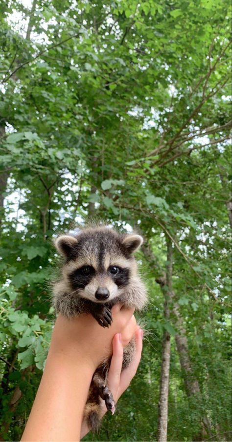 Raccoon Images, Photos Of Animals, Trail Cam, Raccoon Family, Pet Raccoon, Baby Raccoon, Photography Animals, Wildlife Photographer, Cute Raccoon