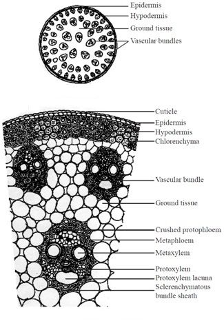 Figure showing transverse section of Internal tissue organization of maize Plant Tissue Biology Notes, Anatomy Of Flowering Plants, Ground Tissue, Class 11 Notes, Biology Class 11, Notes Biology, Class 11 Biology, Apologia Biology, Plant Anatomy