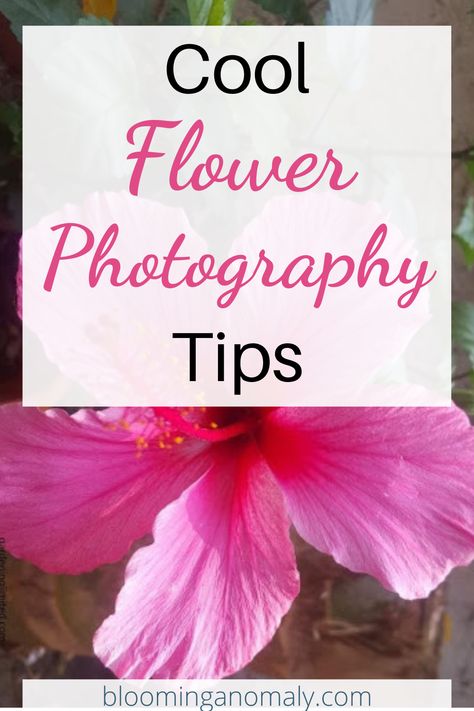 Want to learn how to take pictures of the beautiful flowers in your garden? Check out these cool photography tips. Learn how to take pretty flower pictures of your plants and ones you find out in nature. Click on the pin to read more! #flowerpictures Taking Pictures Of Flowers, Taking Pictures With Flowers, How To Take Pictures Of Flowers, Flower Photography Tips, Pretty Flower Pictures, Cool Photography, Pretty Flowers Pictures, Best Flower Pictures, Urban Gardens